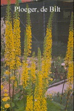 Ligularia 'Zepter' (72121)