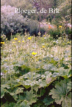 Ligularia palmatiloba