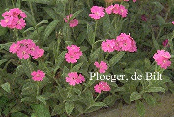 Lychnis flos-jovis