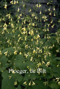 Nepeta govaniana