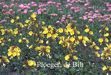 Oenothera fruticosa 'Fyrverkeri'