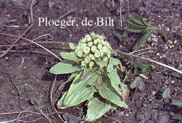 Petasites japonicus