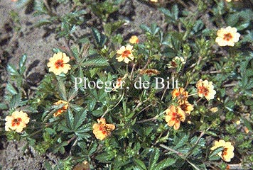 Potentilla tonguei