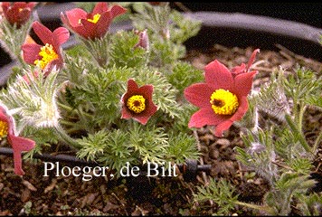 Pulsatilla vulgaris 'Roede Klokke'