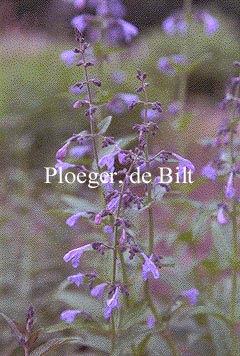 Salvia pratensis