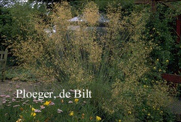 Stipa gigantea