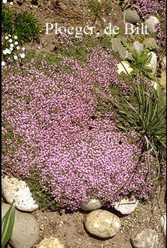 Thymus praecox pseudolanuginosus