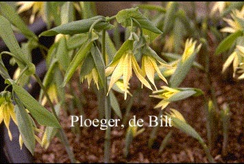 Uvularia grandiflora