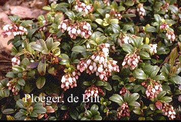 Vaccinium vitis-idaea