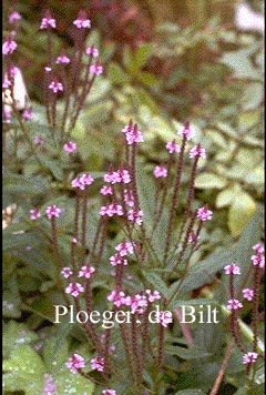 Verbena hastata 'Rosea'