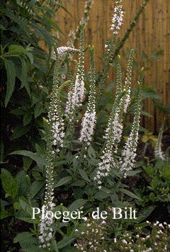 Veronica spicata 'Icicle'