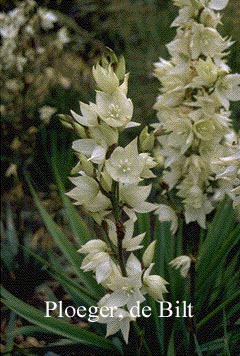 Yucca Flaccida Ivory