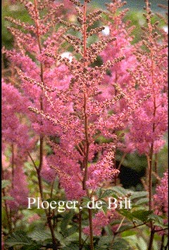 Astilbe 'Amethyst'