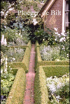 Buxus microphylla 'Faulkner'