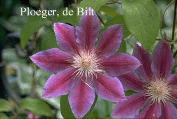 Clematis 'Doctor Ruppel'