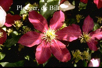 Clematis 'Niobe'