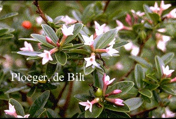 Daphne tangutica