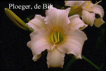 Hemerocallis 'Luxury Lace' (73682)