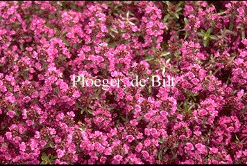 Thymus praecox 'Purple Beauty'