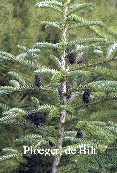 Abies koreana 'Piccolo'