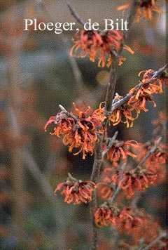 Hamamelis intermedia 'Diane'