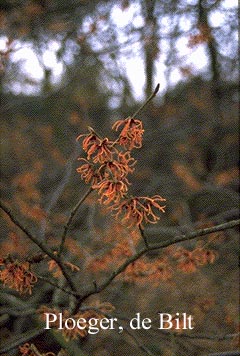 Hamamelis intermedia 'Ruby Glow'