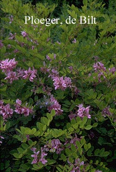 Indigofera kirilowii