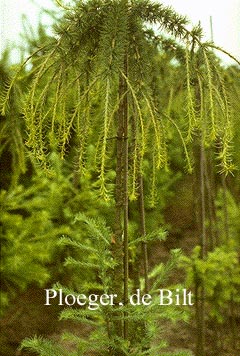 Larix decidua 'Pendula'