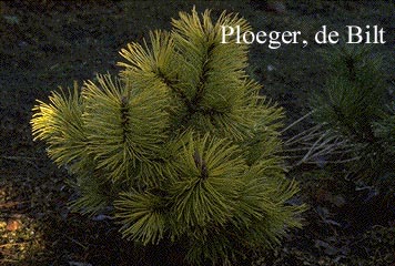 Pinus mugo 'Zundert'