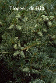 Pinus parviflora