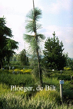 Pinus ponderosa 'Pendula'