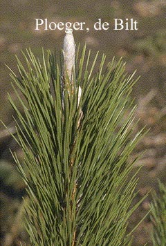 Pinus thunbergii