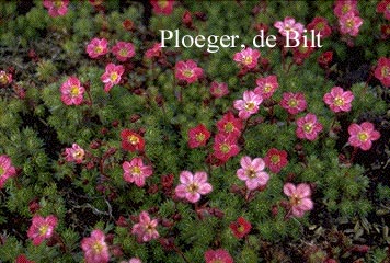 Saxifraga 'Peter Pan'