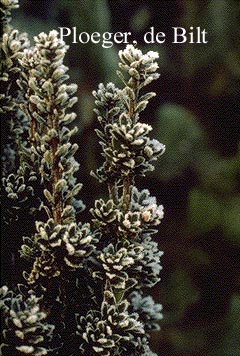 Taxus baccata 'Green Column'