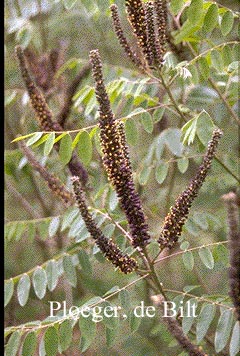 Amorpha fruticosa