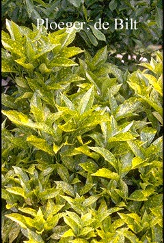 Aucuba japonica 'Variegata'