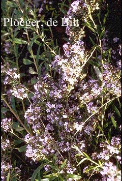 Buddleja alternifolia