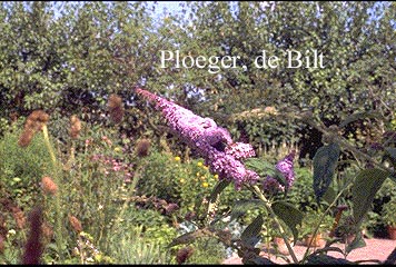 Buddleja davidii 'Ile de France'