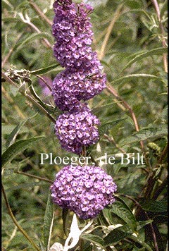 Buddleja davidii 'Nanho Blue'