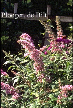 Buddleja davidii 'Pink Delight'