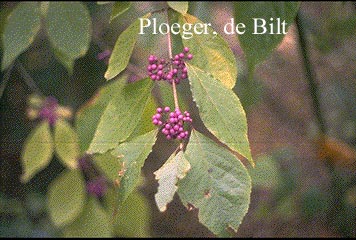 Callicarpa bodinieri 'Profusion'