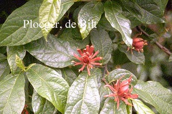 Calycanthus floridus