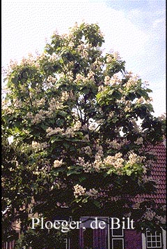 Catalpa bignonioides