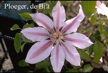 Clematis 'Nelly Moser'