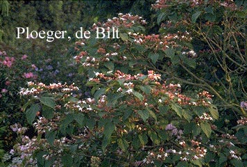 Clerodendrum trichotomum fargesii