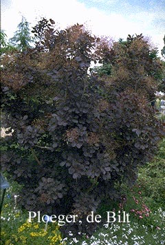 Cotinus coggygria 'Royal Purple'