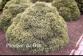 Cryptomeria japonica 'Globosa Nana'