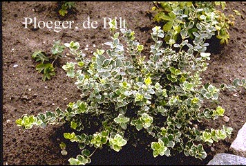 Euonymus fortunei 'Emerald Gaiety'