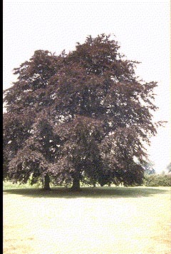 Fagus sylvatica 'Atropunicea'