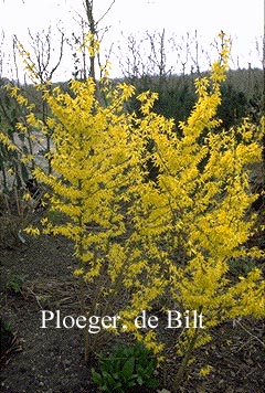 Forsythia intermedia 'Spectabilis'